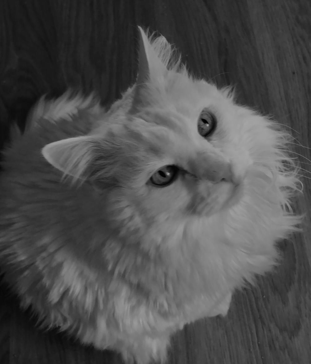 Khalid, el gato blanco de pelo largo y ojos claros de la familia